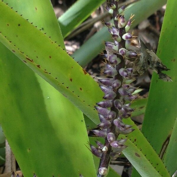 Bromelia karatas 果實