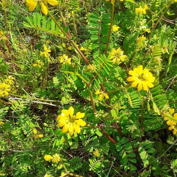 Coronilla securidaca Квітка