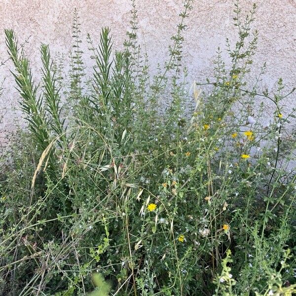 Clinopodium nepeta Vekstform