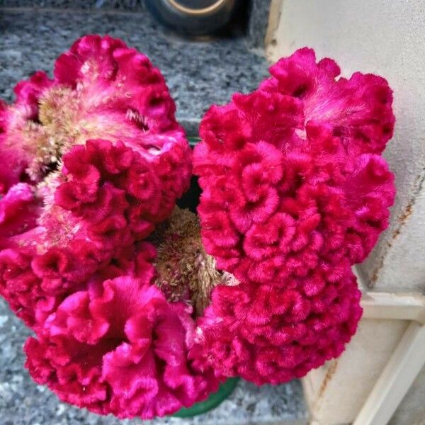 Celosia cristata Floro