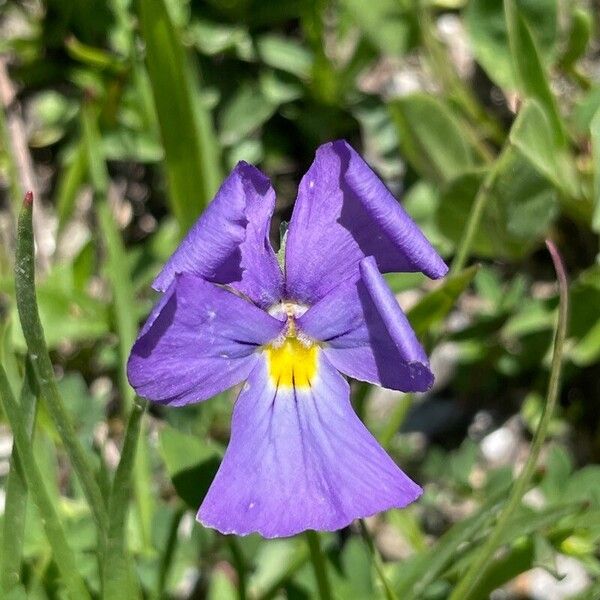 Viola calcarata Çiçek