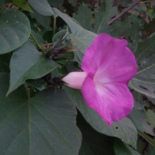 Ipomoea indica Flower