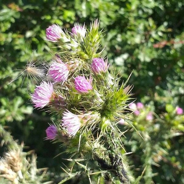 Carduus tenuiflorus Flower