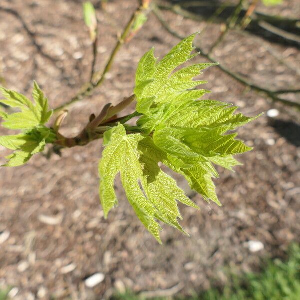 Acer macrophyllum Lapas