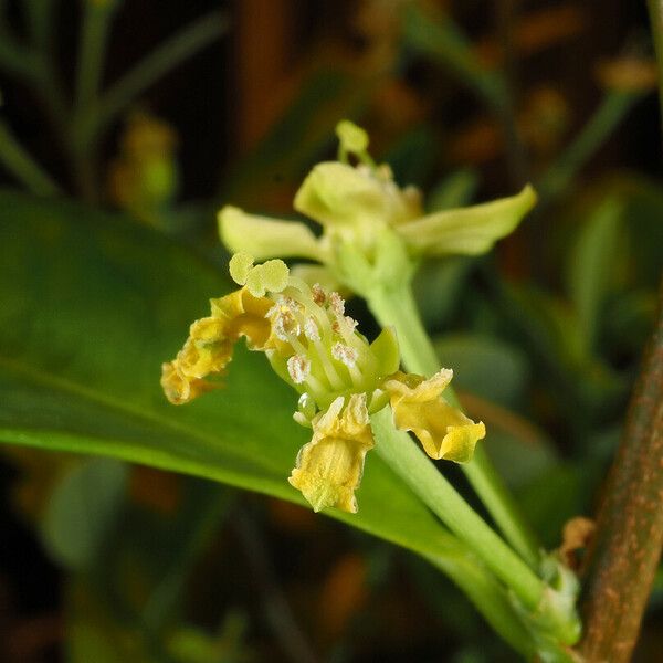 Erythroxylum coca Blomma