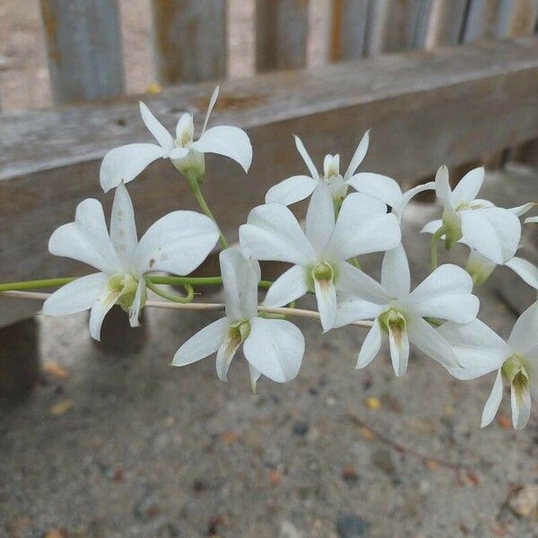 Dendrobium crumenatum Blomma