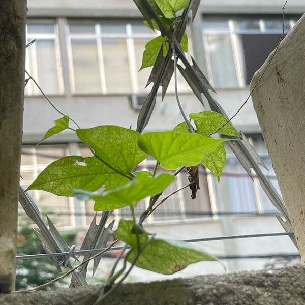 Ipomoea indica Агульны выгляд