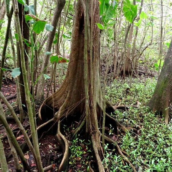 Pterocarpus officinalis Corteccia