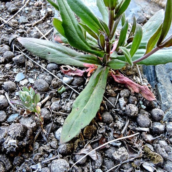 Camelina microcarpa 葉