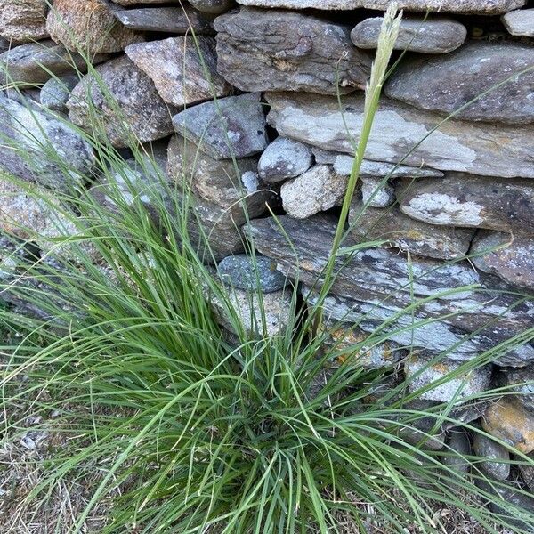 Achnatherum calamagrostis Habit