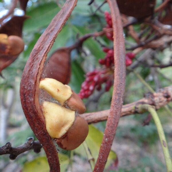 Schotia brachypetala Fruit