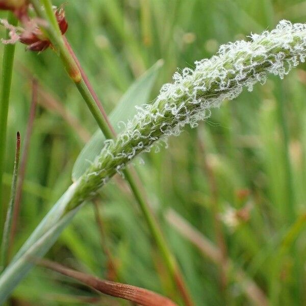 Alopecurus geniculatus Плод