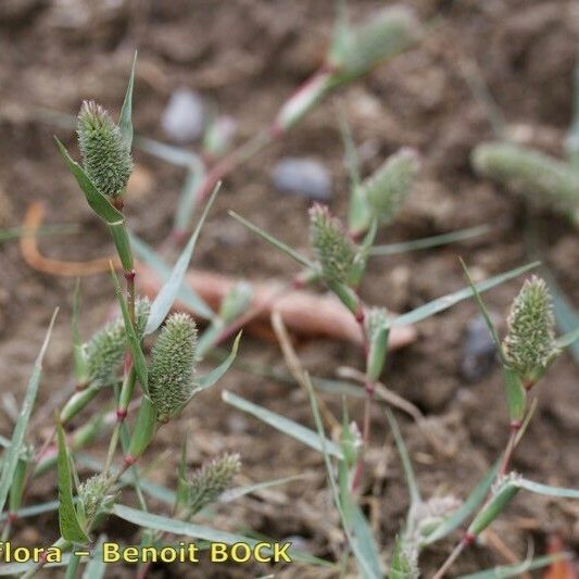 Crypsis schoenoides Altro