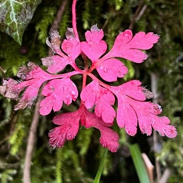 Geranium purpureum Blüte