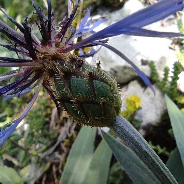 Centaurea triumfettii 花