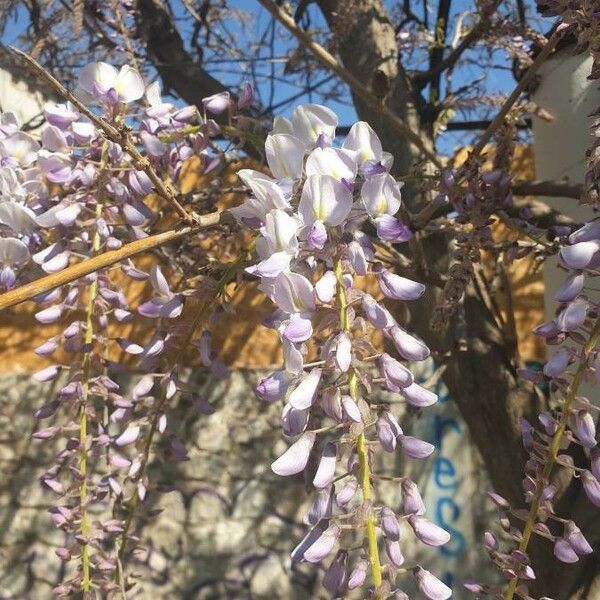 Wisteria sinensis Fleur