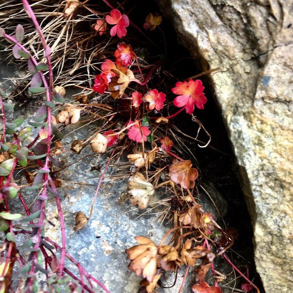 Geranium lucidum Yaprak