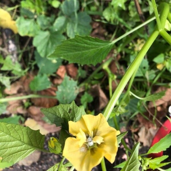 Physalis philadelphica 花