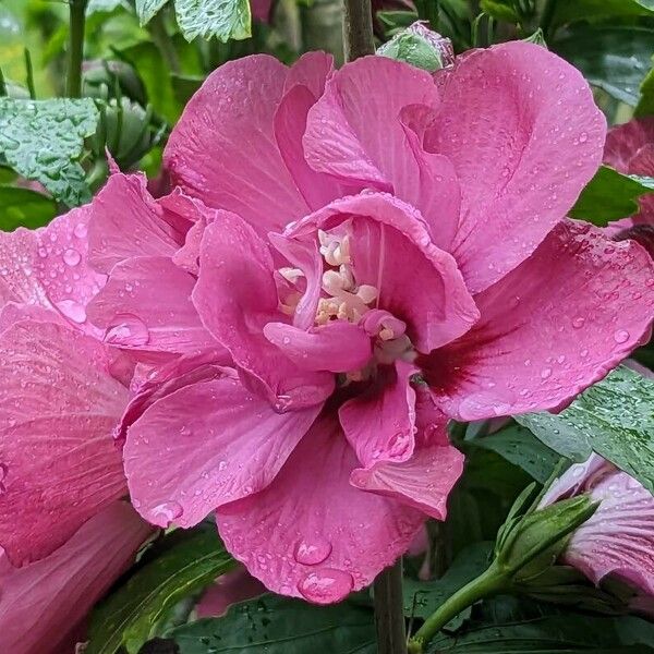 Hibiscus mutabilis Fiore