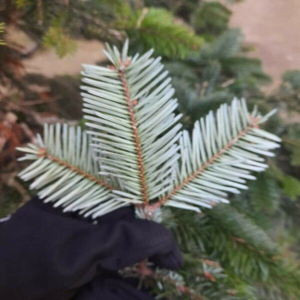 Abies nordmanniana Leht