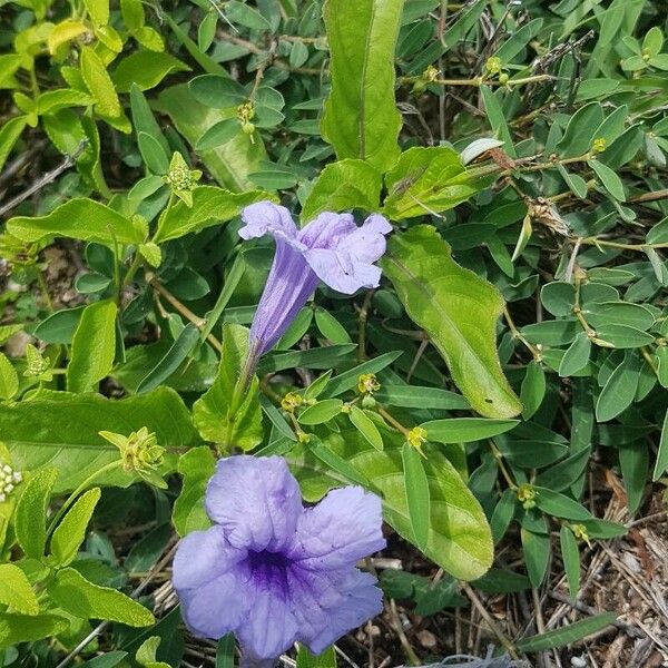 Ruellia tuberosa Çiçek