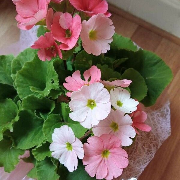 Primula obconica Flower