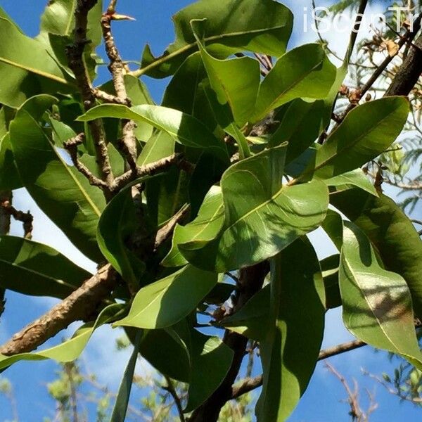 Ochna pulchra Leaf