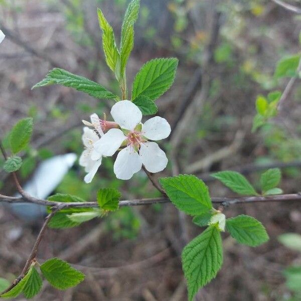 Prunus tomentosa Blüte