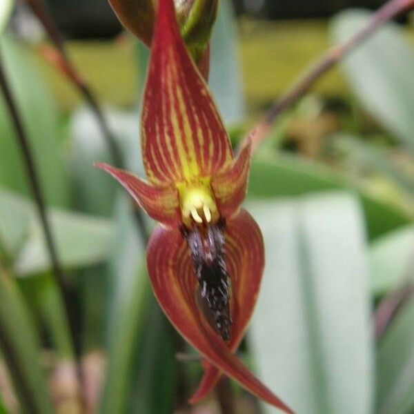 Bulbophyllum papulosum Flower