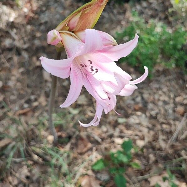 Amaryllis belladonna Flower