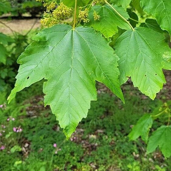Acer velutinum Leaf