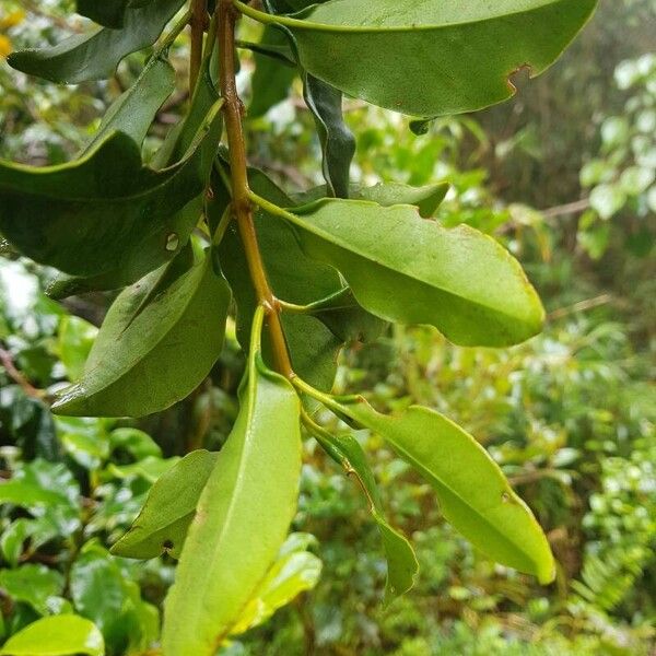 Gaiadendron punctatum Fuelha