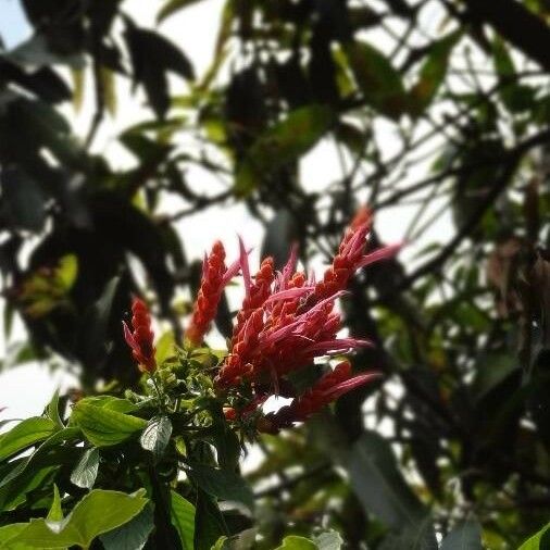 Aphelandra sinclairiana Kukka