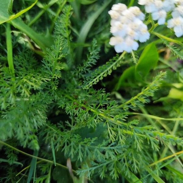 Achillea nobilis पत्ता