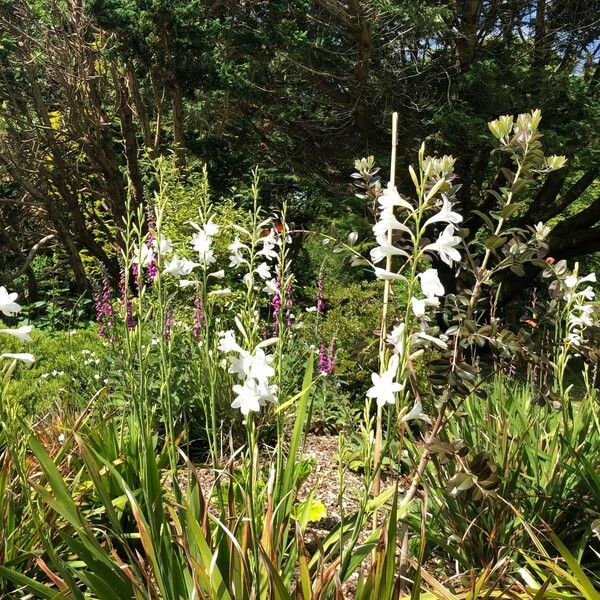 Watsonia borbonica Kukka