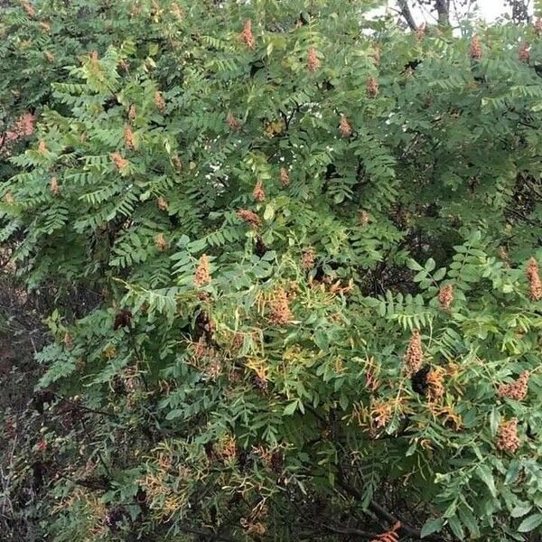 Rhus coriaria Фрукт