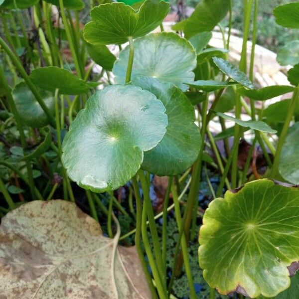 Hydrocotyle verticillata Folio