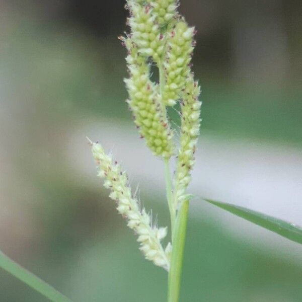 Echinochloa colonum Blodyn