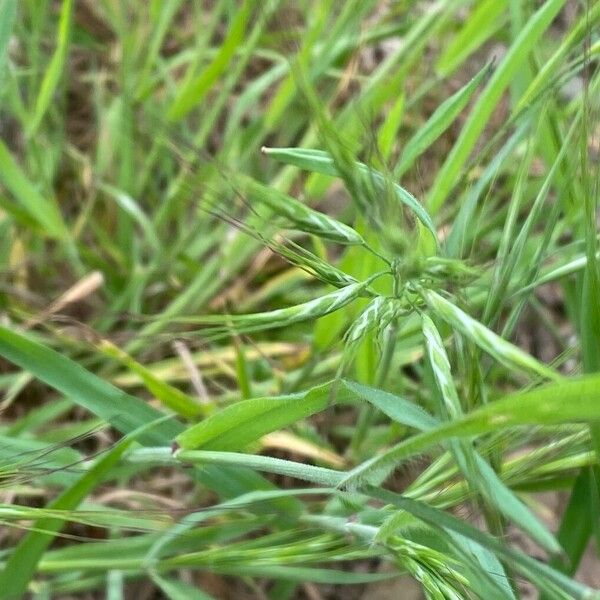 Bromus tectorum Frukt