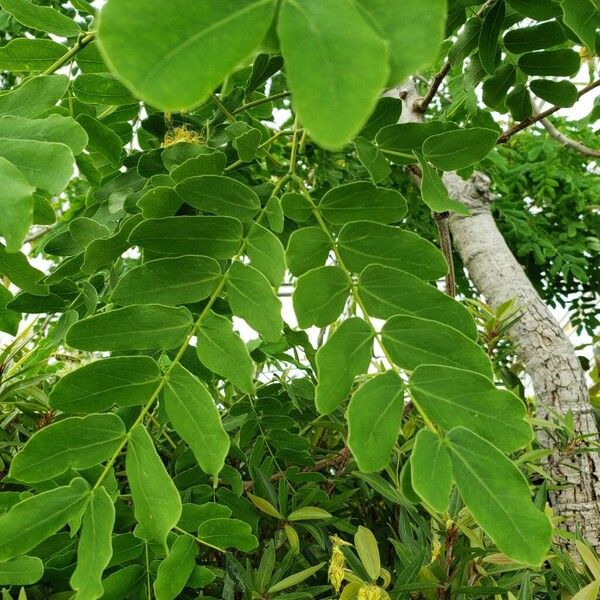 Cassia abbreviata برگ