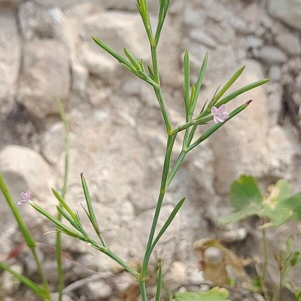 Dianthus nudiflorus ᱛᱟᱦᱮᱸ