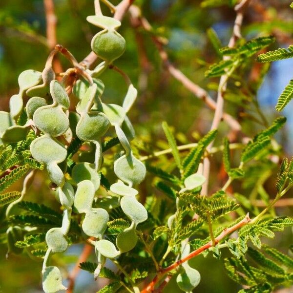 Vachellia nilotica Ovoce