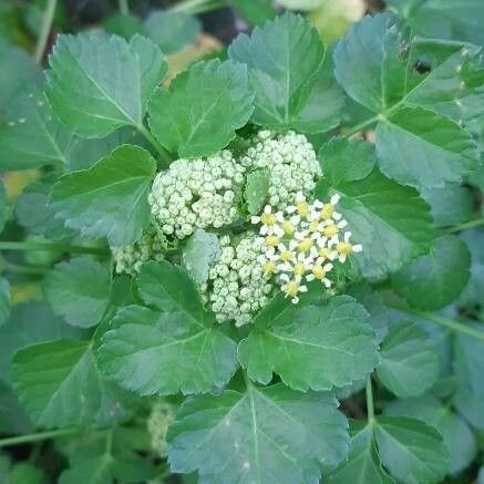 Smyrnium olusatrum പുഷ്പം