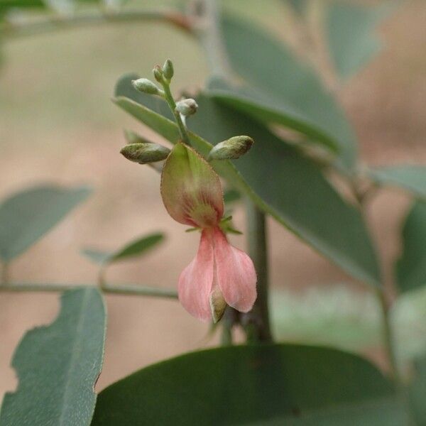 Indigofera suffruticosa 花