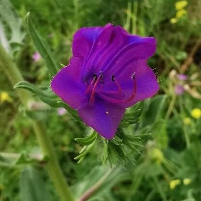 Echium plantagineum Fiore