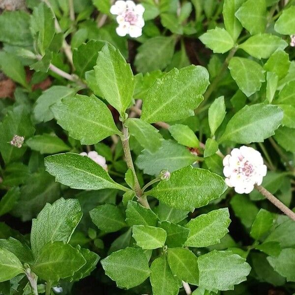 Phyla nodiflora Leaf