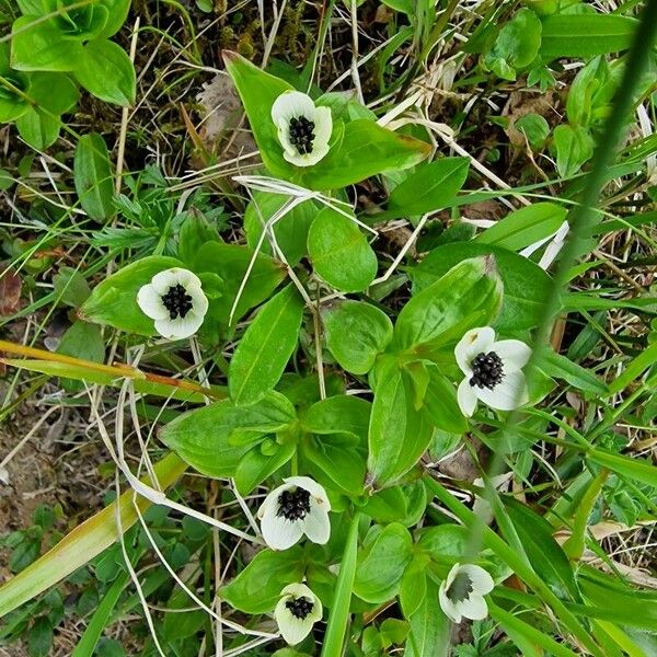 Cornus suecica Blomst