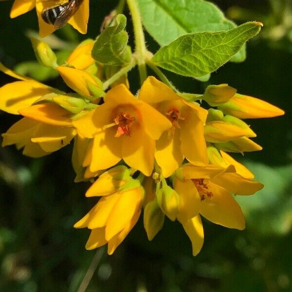 Lysimachia vulgaris Çiçek