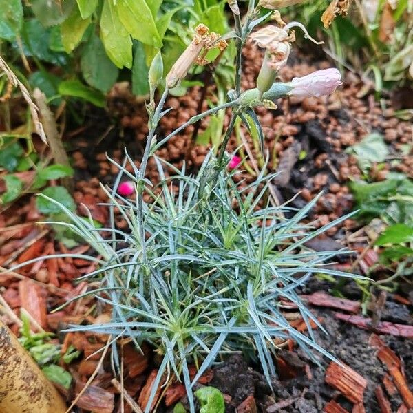 Dianthus plumarius Blomma