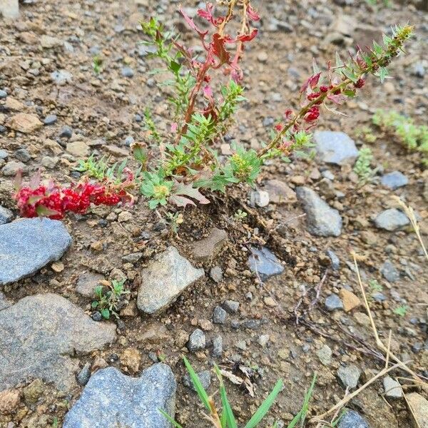 Blitum virgatum Blomma